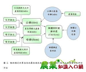 雞 顏色|雞外貌與數量經濟性狀之選育